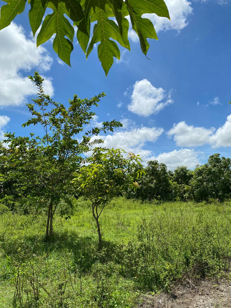 Innovación Agrícola